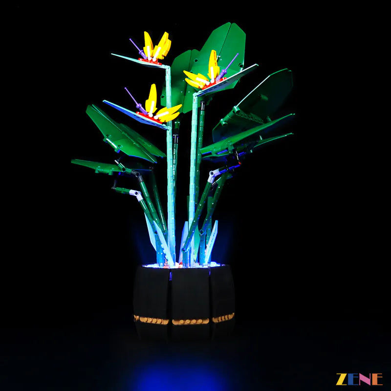 Bird of Paradise #10289